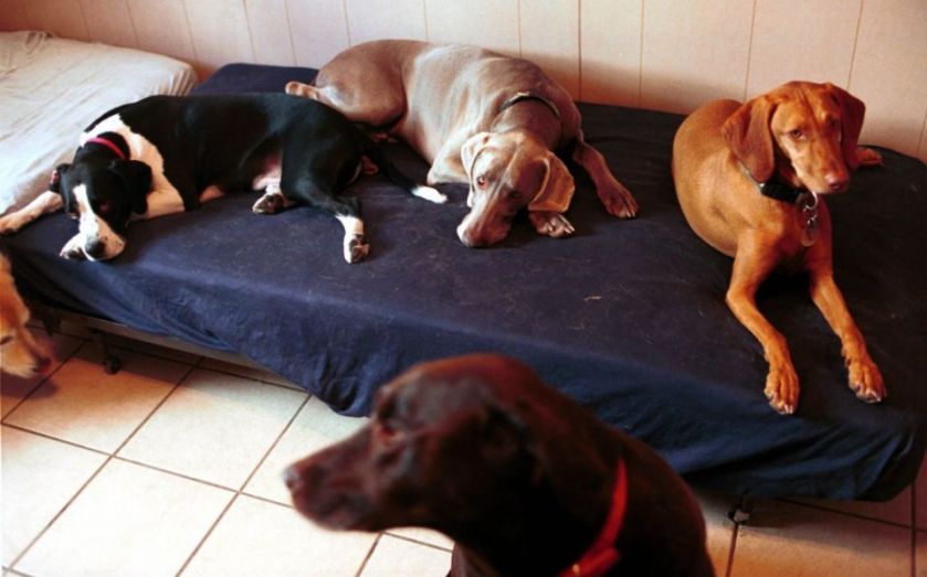 Dog day care shows why the output gap is now largely redundant CityAM