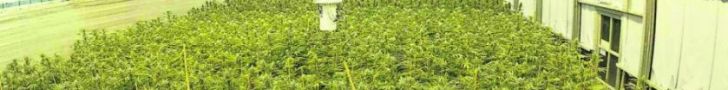 A cannabis cultivation site in North America.