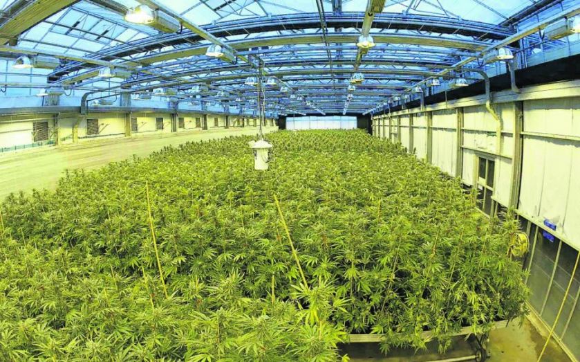 A cannabis cultivation site in North America.