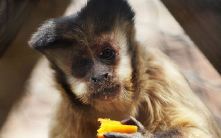 Monkeys understand value better than humans because they aren't fooled