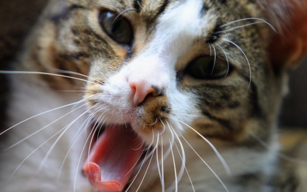 Deadly feline disease still a mystery as UK watchdog finds no link to recalled cat food CityAM