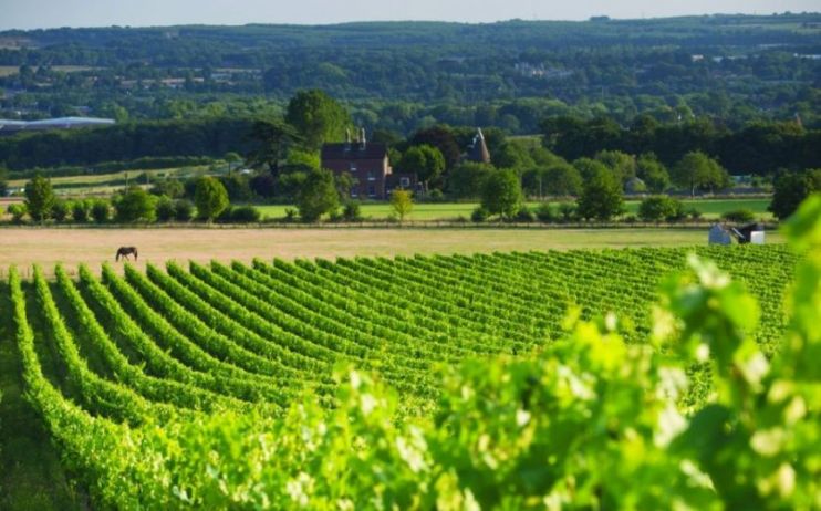 Winemaker Chapel Down said that lockdown had sent its wine sales up over a third over the last year, but this was not enough to stop it from falling to a &pound;7.9m full year loss.