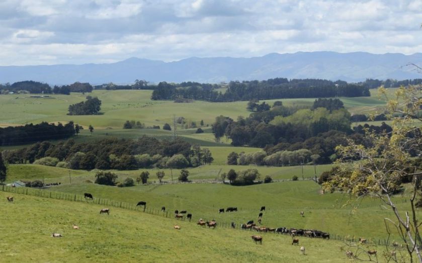 Golden eagles and wildcats could return to England - Vimarsana News