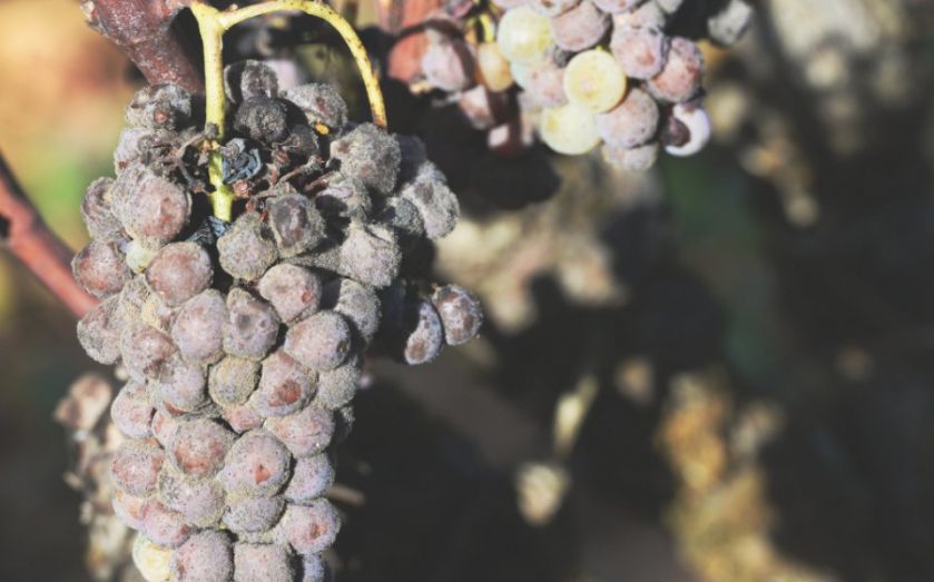 Dish of the Day Vivek Singh’s lamb and sweetcorn curry