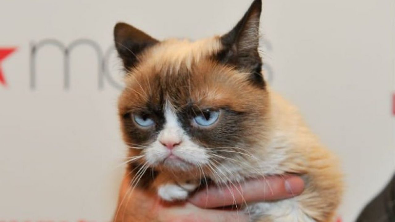 Grumpy Cat Crypto Price 2025 | mbc-sa.com