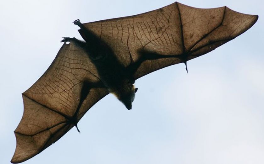 Where did Ebola come from? Fruit bats in a Guinean tree, say scientists