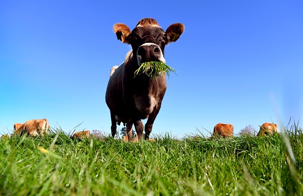 TOPSHOT - A photo taken on May 31, 2018 shows a cow eating grass on a dairy farm near Cambridge. - New Zealand's Fonterra, the world's largest dairy cooperative, posted its first-ever annual loss on September 13, 2018, admitting it had let farmers down with over-optimistic financial forecasts. (Photo by William WEST / AFP)        (Photo credit should read WILLIAM WEST/AFP/Getty Images)