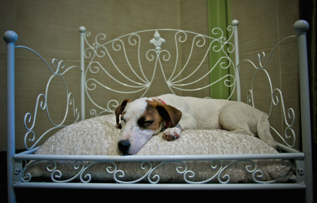 VINCENNES, FRANCE - APRIL 19:  'Flag', a Jack Russell terrier sleeps in bed in its hotel room at Actuel Dogs on April 19, 2011 in Vincennes, France. Opened in November 2010 by Devi and Stan Burun, Actuel Dogs is a five-star luxury hotel for dogs with four single rooms and two suites. With the aim of meeting the dogs' needs, the hotel offers activities including doggy walks, doggy rando(hiking), doggy jogs, doggy velo(running next to a bike) and other services such as dog massage. The hotel also caters to the needs of people living in small appartments or who don't have the time to walk their dogs.  (Photo by Franck Prevel/Getty Images)
