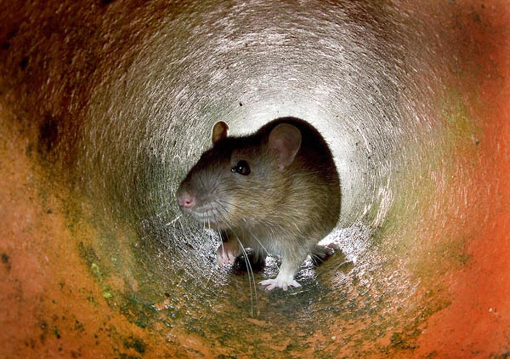 LONDON, UNITED KINGDOM:  This undated photo shows a rat in the a pipe in London. Ageing sewers, insufficient garbage collection, a lack of resources to tackle the problem: it all adds up to a growing rat population in London, one of the world's wealthiest capital cities.     AFP PHOTO  (Photo credit should read /AFP/Getty Images)