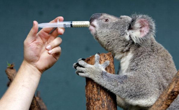 Veterinarian Sam Gilchrist (L) gives thirteen year old Koala Petra (L) an oral medication at Sydney's Wildlife World on March 5, 2008.  Petra was diagnosed with a fungal disease called Cryptococcus which is commonly found in the nasal cavity of some koalas and is caused by a fungus associated with particular eucalyptus trees.  AFP PHOTO/Anoek DE GROOT (Photo credit should read ANOEK DE GROOT/AFP/Getty Images)