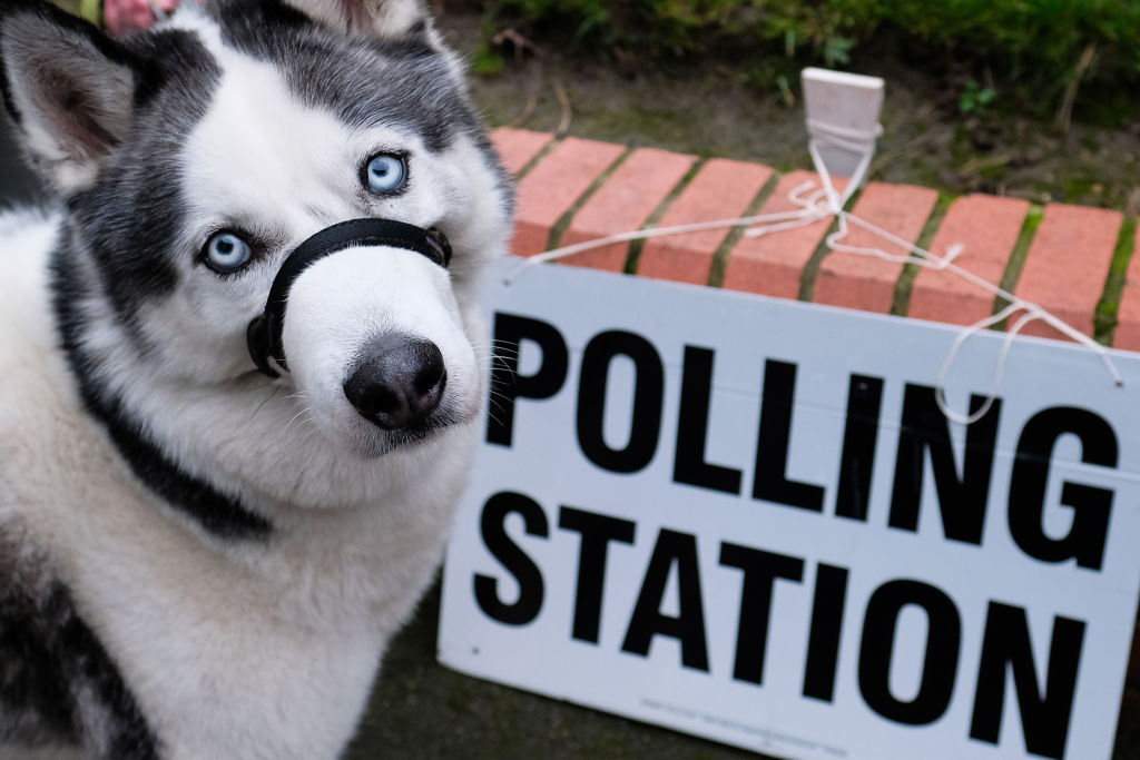 Image result for uk dogs at polling stations