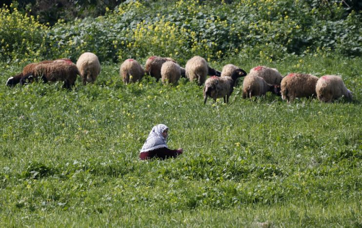 PALESTINIAN-AGRICULTURE-FARMERS