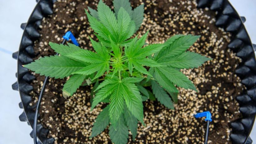 THAILAND-HEALTH-CANNABIS