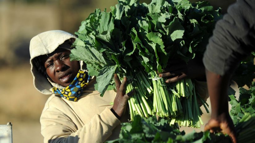 ZIMBABWE-POLITICS-VOTE