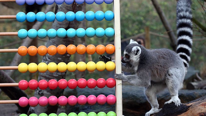 Annual Animal Stocktake At London Zoo