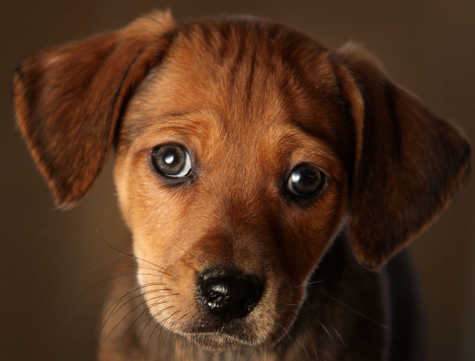 Pets at Home remain dogged throughout pandemic as sales soar during  lockdown - CityAM : CityAM