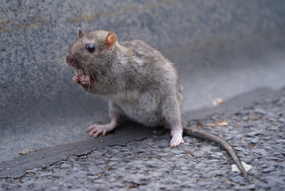 Love rats London's rodent population booms as lockdown silences urban