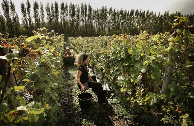 Grape Harvest begins At UK'S Award Winning Vineyard