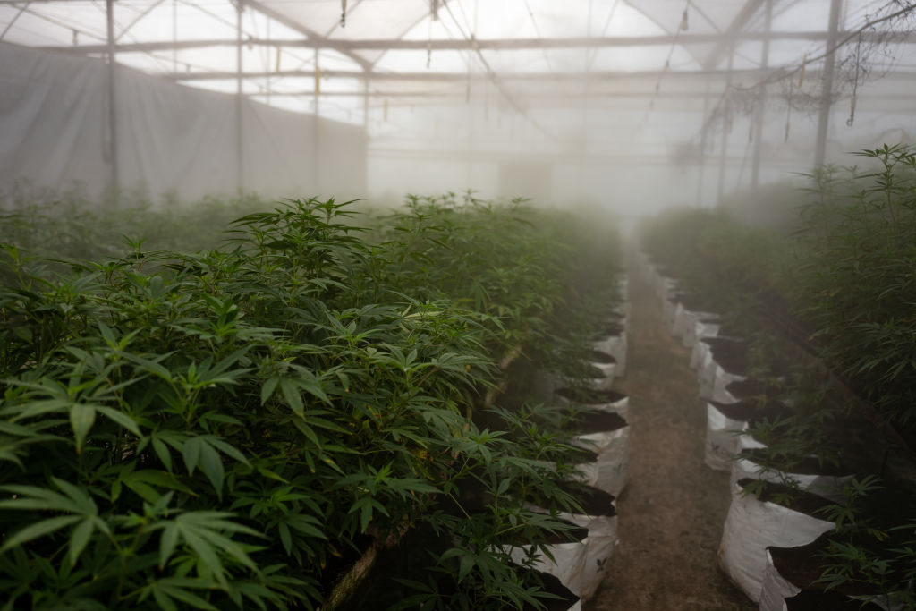Medicinal cannabis is growing (pun intended) into a sizable industry. (Photo by Luke Dray/Getty Images)
