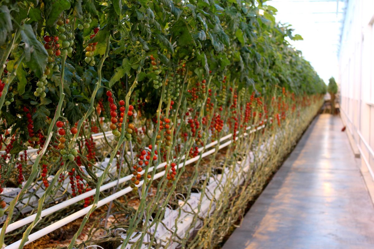 Hold the ketchup UK supermarkets facing tomato shortage CityAM