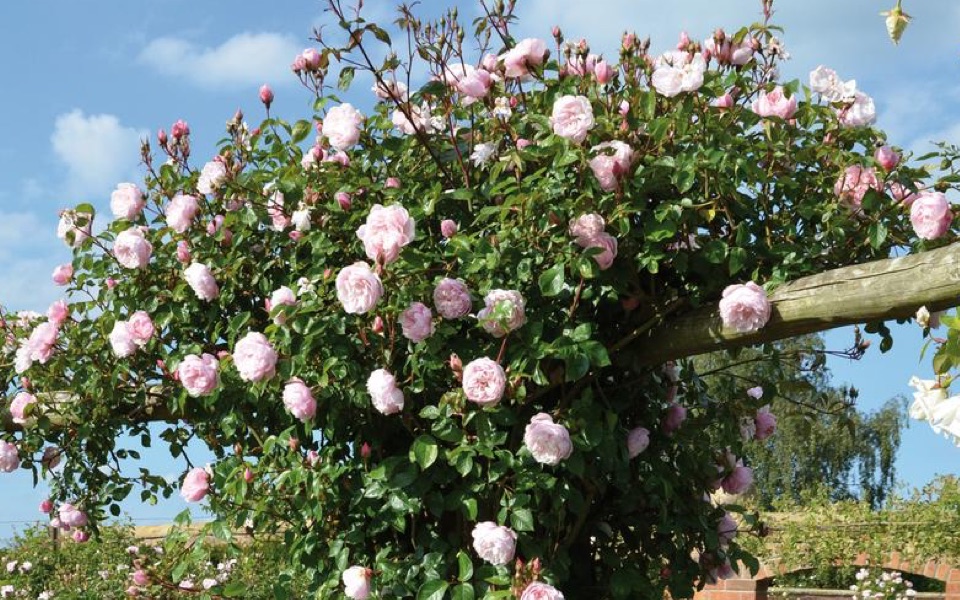 Generous gardener roses