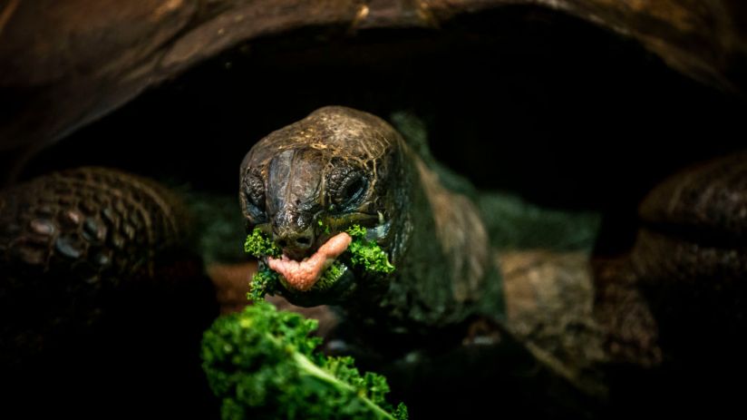 you don't need to just eat leaves to have a healthy lunch