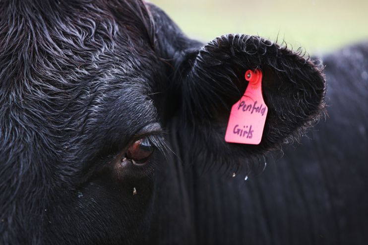 Queensland Farming Family Adapts Beef Export Business In The Wake Of COVID-19 And Trade Bans
