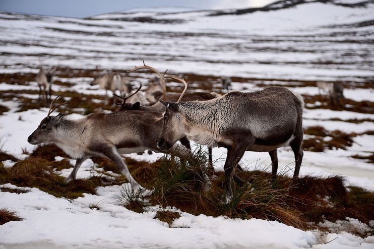 Britain's Only Reindeer Herd Prepare For Christmas In The Cairngorms National Park