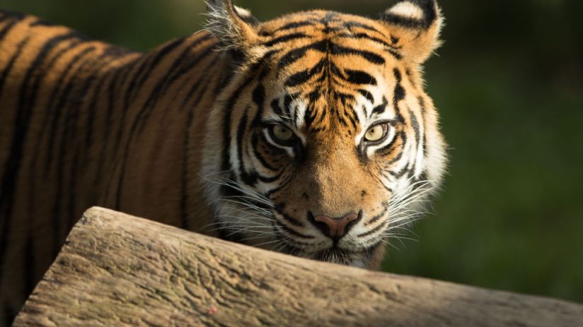 Rare Sumatran Tiger Cubs Make Public Debut At Taronga Zoo