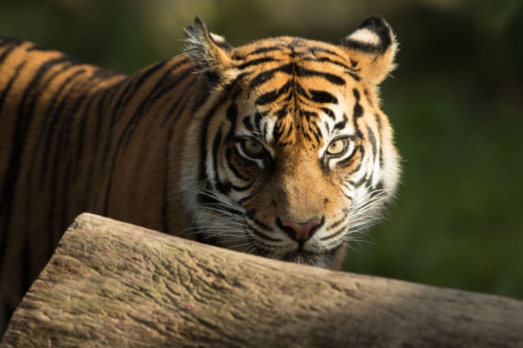 Rare Sumatran Tiger Cubs Make Public Debut At Taronga Zoo