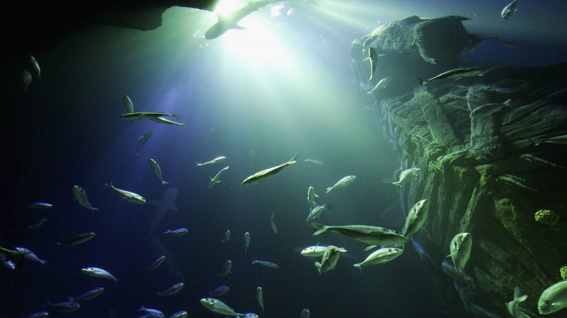 Sea Life Aquarium Presstour