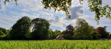 Bluestone Vineyard on the Wiltshire wine trail