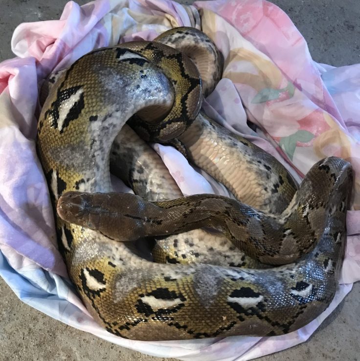 The 10ft python that was found in a bed in Brisbane