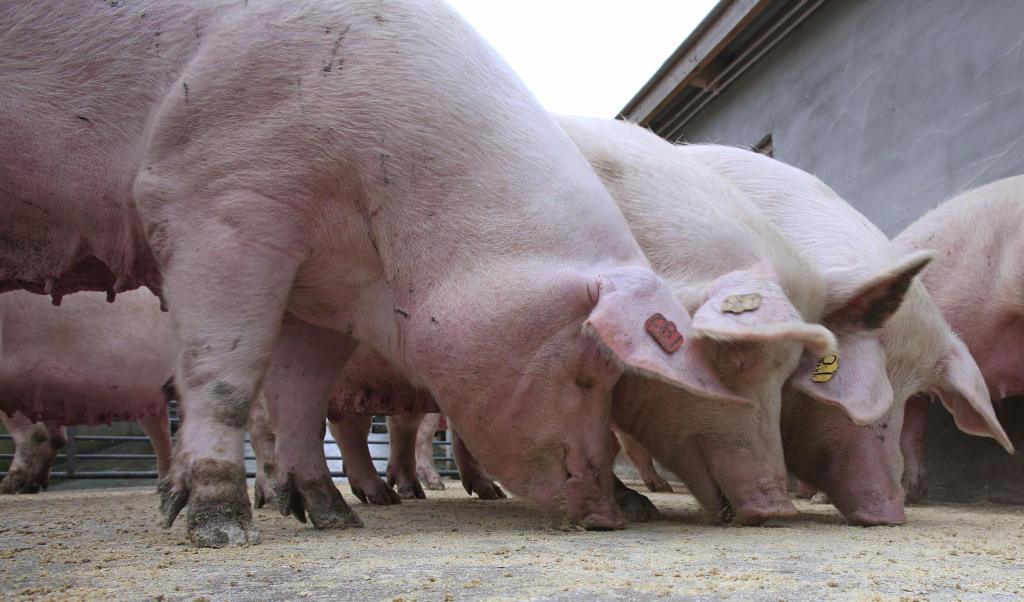 Cranswick's pork sales to China surge after swine flu outbreak