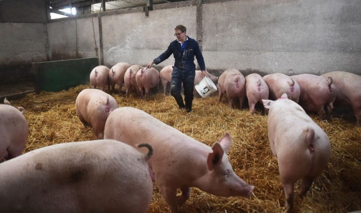 British Pig Farmers Ask Government To Ease Immigration Rules