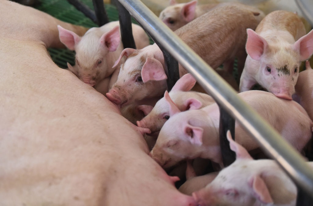 The pig industry has seen an exodus of many workers from overseas post-Brexit and during the pandemic. (Photo by Nathan Stirk/Getty Images)