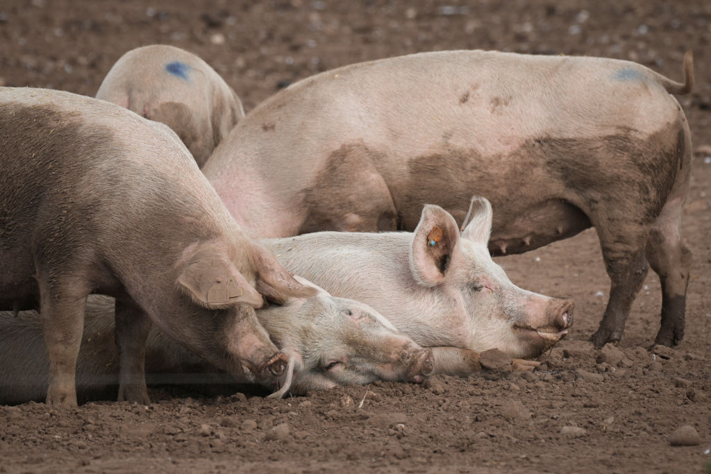 Healthy pigs in the UK are at risk of being culled because of a shortage of abattoir workers. (Photo by Christopher Furlong/Getty Images)