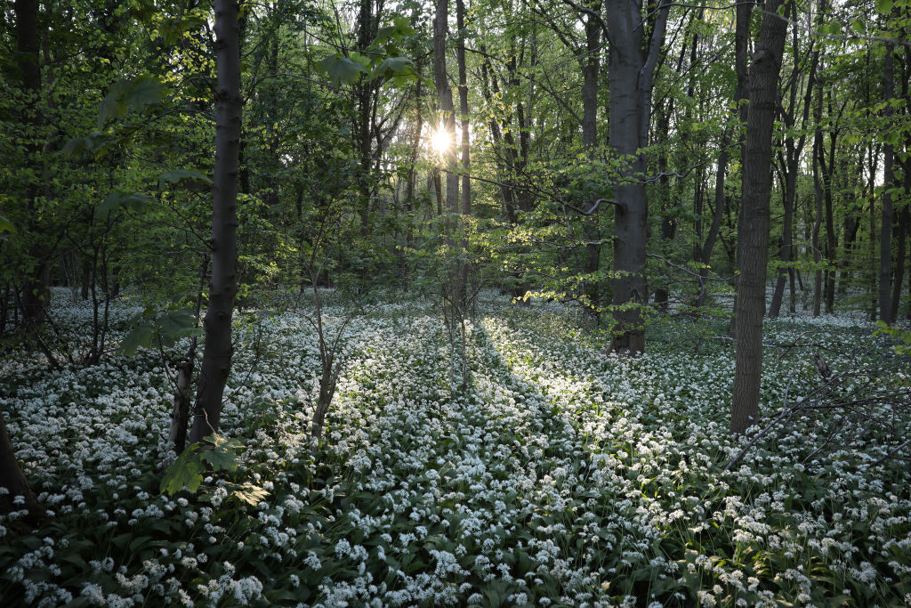 Flowering Garlic Covers Woodland Floor