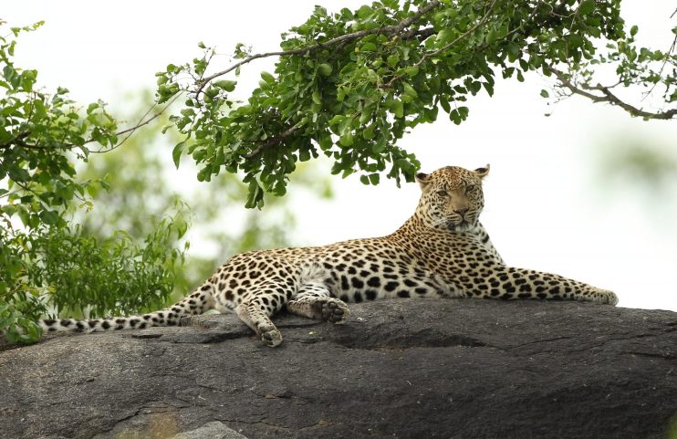 Kruger National Park