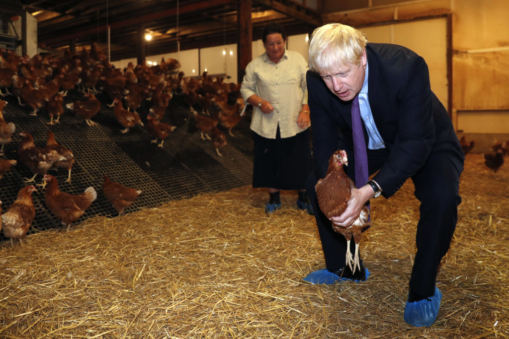 The UK’s chicken farmers have become the latest food suppliers to slam the government over new Brexit border rules, which are causing enormous disruption to supply chains.
