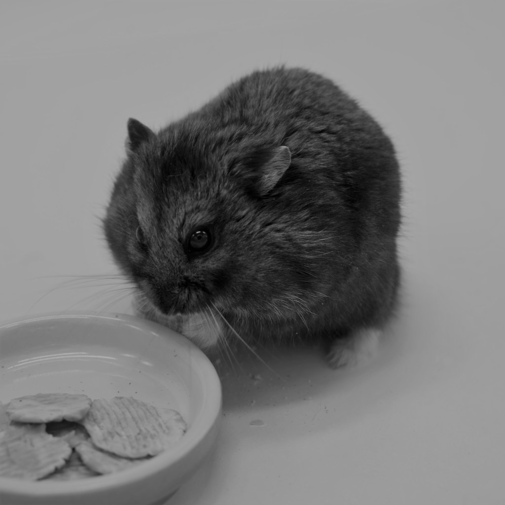 The first hamster to become a crypto investment guru, Mr. Goxx, has died of unknown causes.