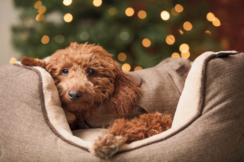 Pets at Home has raised its full year profit guidance after recording impressive sales growth during December.