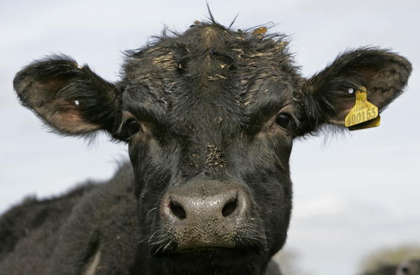 MACCLESFIELD, UNITED KINGDOM - MAY 03:  A Pedigree Aberdeen Angus is seen on Pyegreave Farm, Langley, Cheshire, on May 3rd, 2006, Macclesfield Cheshire, England. The pedigree cattle on the farm are bred to help rejuvenate UK beef stock as Beef farmers welcome the decision by the EU to lift the 10 year ban on British beef exports. Live cattle born after 1 August 1996 can now be exported, as can beef from cattle slaughtered after 15 June, 2005.  (Photo by Christopher Furlong/Getty Images)