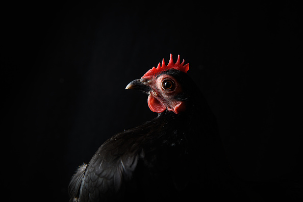 TELFORD, ENGLAND - NOVEMBER 20:  A Booted bantam is seen at the  National Poultry Show on November 20, 2016 in Telford, England.  The annual event continues to grow with around 7000 entries this year from all around the world.  (Photo by Leon Neal/Getty Images)