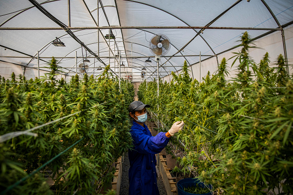 The Rak Jang farm, in Nakhon Ratchasima, Thailand, was one of the first farms given permission by the Thai government to grow cannabis and sell their products to medical facilities since medical marijuana was legalized in 2019. 
 (Photo by Lauren DeCicca/Getty Images)