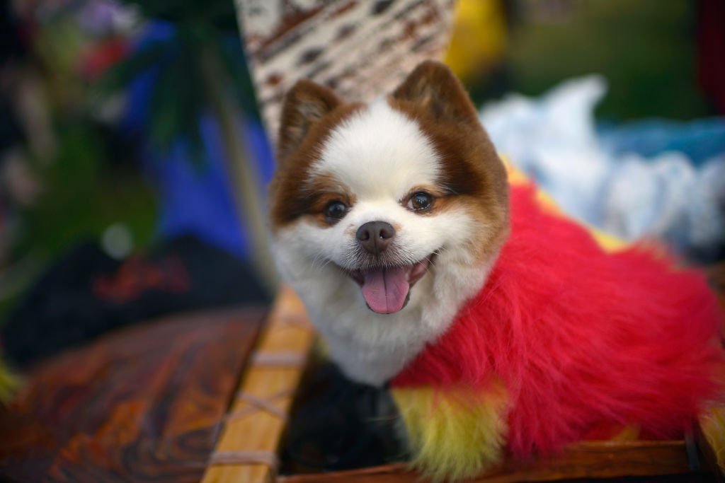 Top dog Pets at Home appoints Lyssa McGowan as chief executive CityAM