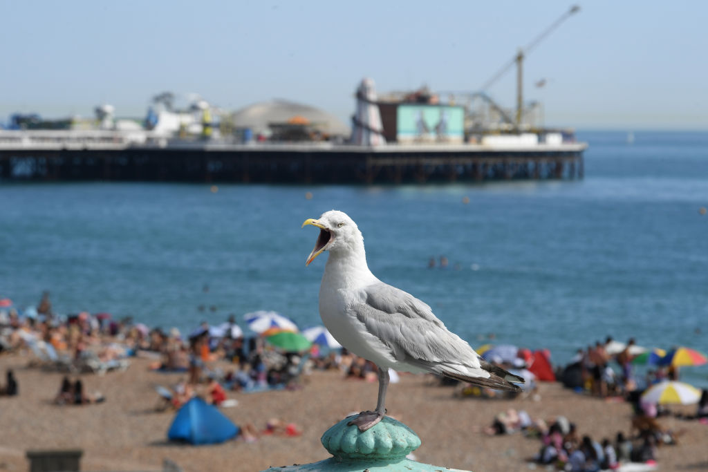 A seagull cries out as the South of England basks in a summer heatwave on August 07, 2020 in Brighton, United Kingdom. (Photo by Mike Hewitt/Getty Images)