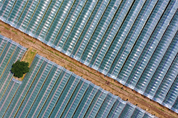STAFFORD, UNITED KINGDOM- JULY 05: Polytunnels cover rows of crops in the Staffordshire countryside on July 05, 2022 in Stafford, United Kingdom. As limited visas for seasonal crops pickers have been issued ahead of the coming harvest season, UK farms are facing large numbers of crops rotting in the fields. Among the fruit and vegetables at risk are salad items, asparagus, orchard and soft fruits.  (Photo by Christopher Furlong/Getty Images)