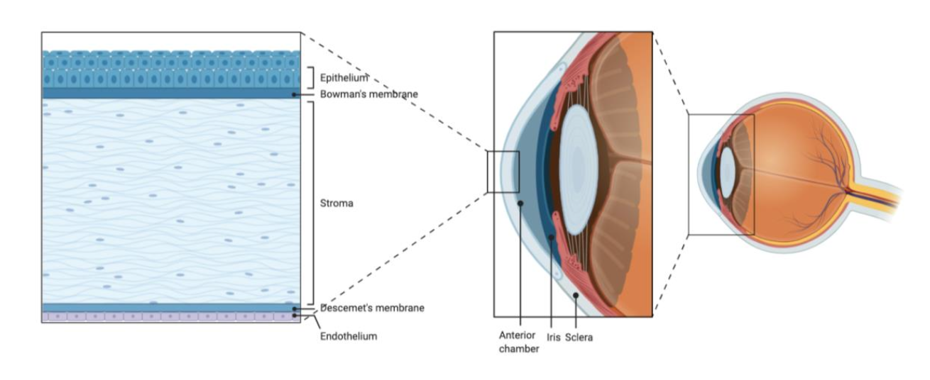 Schematic diagram showing the location and structure of the cornea.