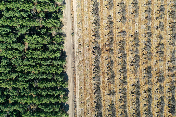 SNELLING, CALIFORNIA - MAY 27: in an aerial view, rows of almond trees sit on the ground during an orchard removal project on May 27, 2021 in Snelling, California. As the drought emergency takes hold in California, some farmers are having to remove crops that require excessive watering due to a shortage of water in the Central Valley. A Central Valley farmer had 600 acres of his almond orchard removed and shredded and now plans to replace the almonds with a crop the requires less water. (Photo by Justin Sullivan/Getty Images)